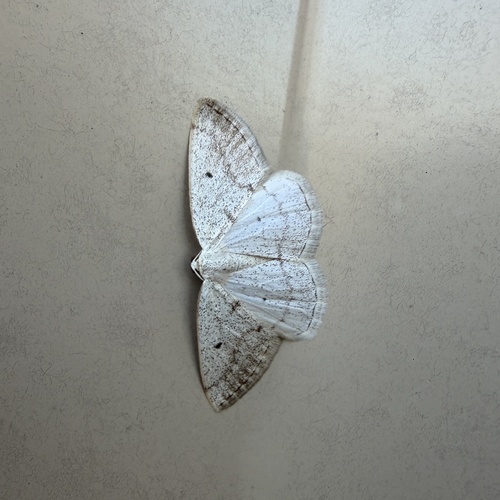 Gray Spring Moth photo 5