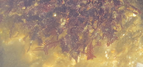 Alsidium seaforthii observed 2026-03-21