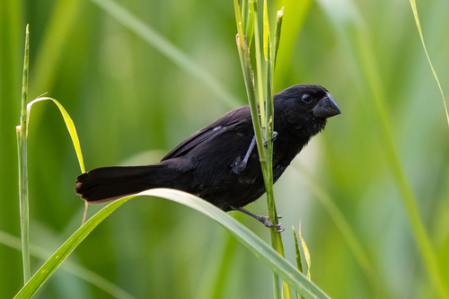 Thick-billed Seed Finch (Sporophila funerea), photo 6