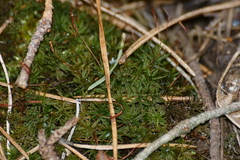 Atrichum altecristatum