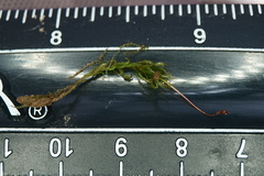 Atrichum altecristatum