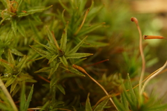 Atrichum altecristatum