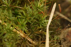 Atrichum altecristatum