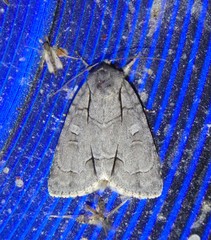 Acronicta radcliffei