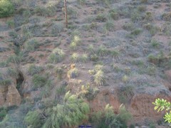 Macrochloa tenacissima