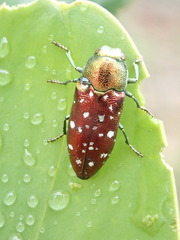 Diphucrania leucosticta