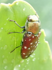 Diphucrania leucosticta