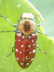 Diphucrania leucosticta
