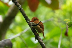 Bucco capensis