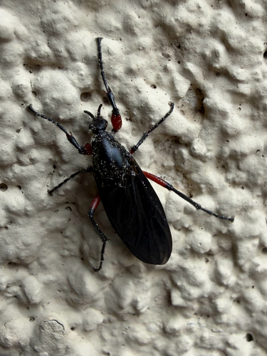 Unknown species found near Scenic Hwy, Lookout Mountain, GA, US