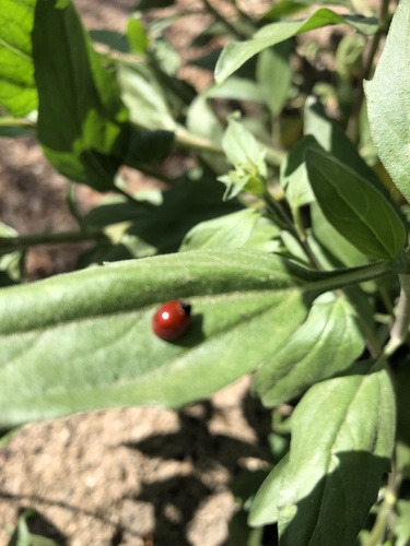 iNaturalist observation photo of Spotless Lady Beetles