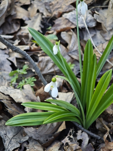 Galanthus plicatus, photograph 6