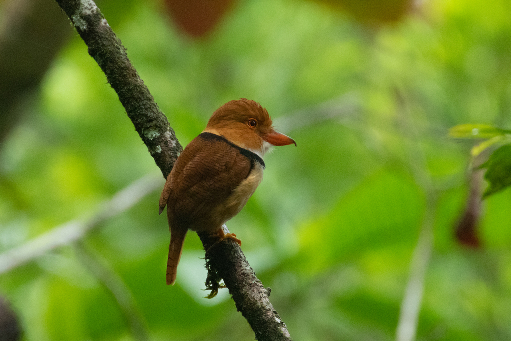 Collared Puffbird