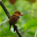 Puffbirds - Photo (c) Thibaud Aronson, some rights reserved (CC BY-SA), uploaded by Thibaud Aronson