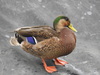 Mallard × Mexican Duck - Photo (c) Rachel Stringham, some rights reserved (CC BY), uploaded by Rachel Stringham