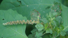 Amaranthus blitum