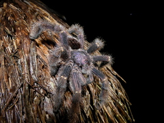 Avicularia juruensis