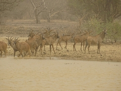 Hippotragus equinus koba