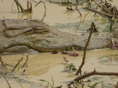 Crocodylus suchus
