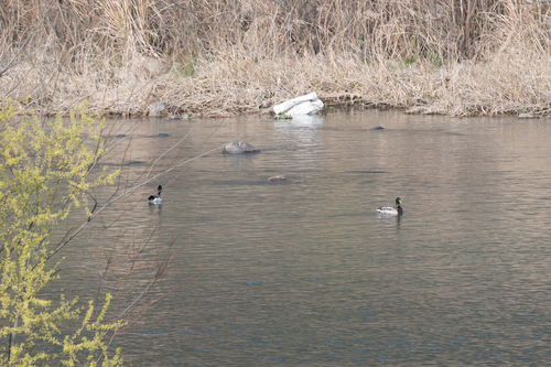 Mallard