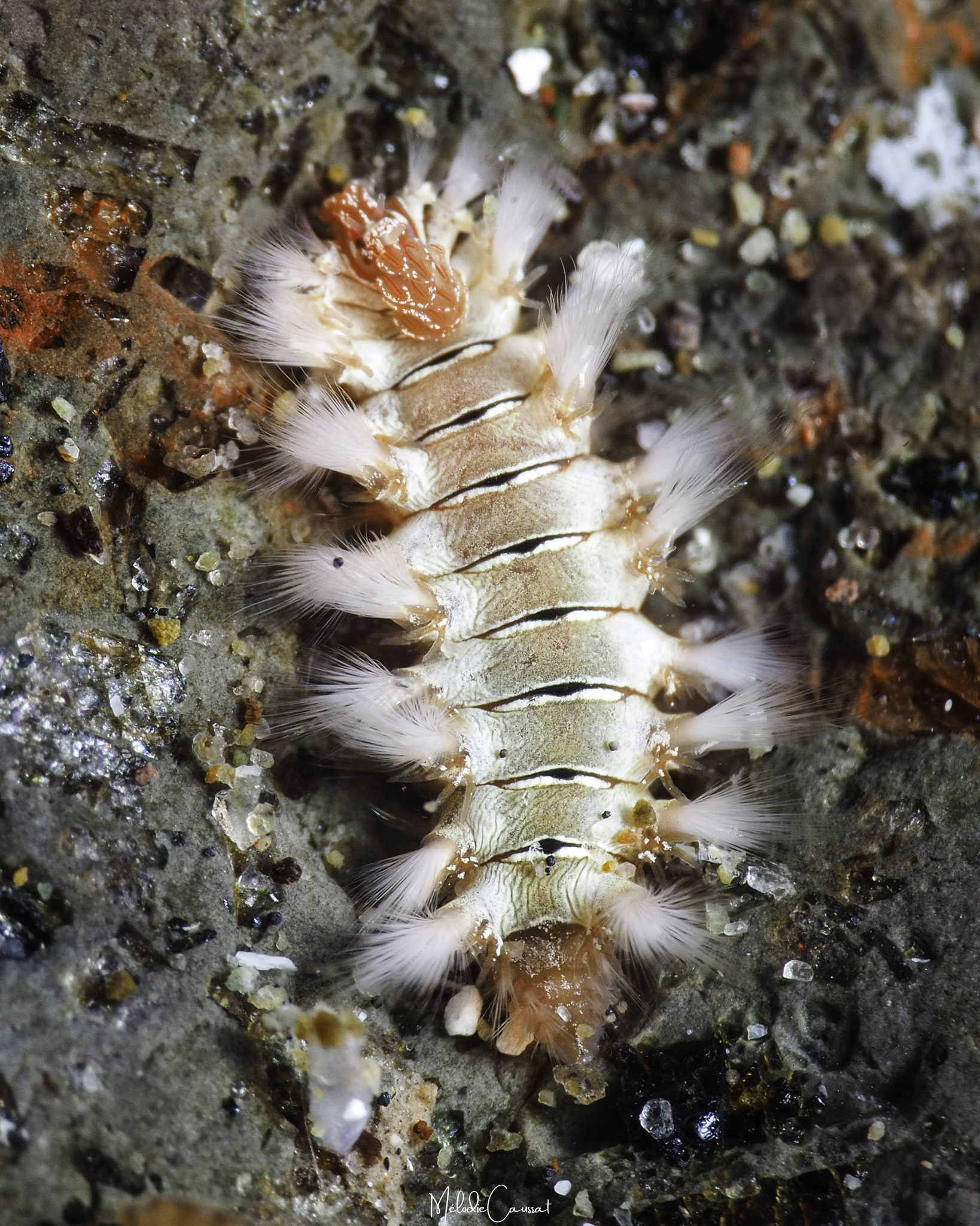 Hermodice carunculata (Pallas, 1766)