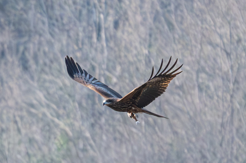 Black Kite