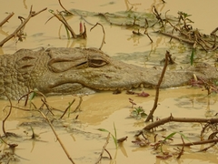 Crocodylus suchus