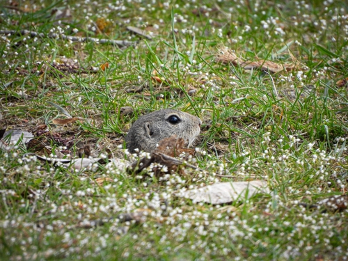 European Ground Squirrel