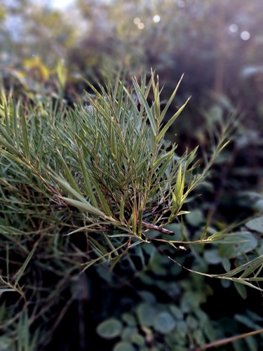 Taihuen (Chusquea quila)