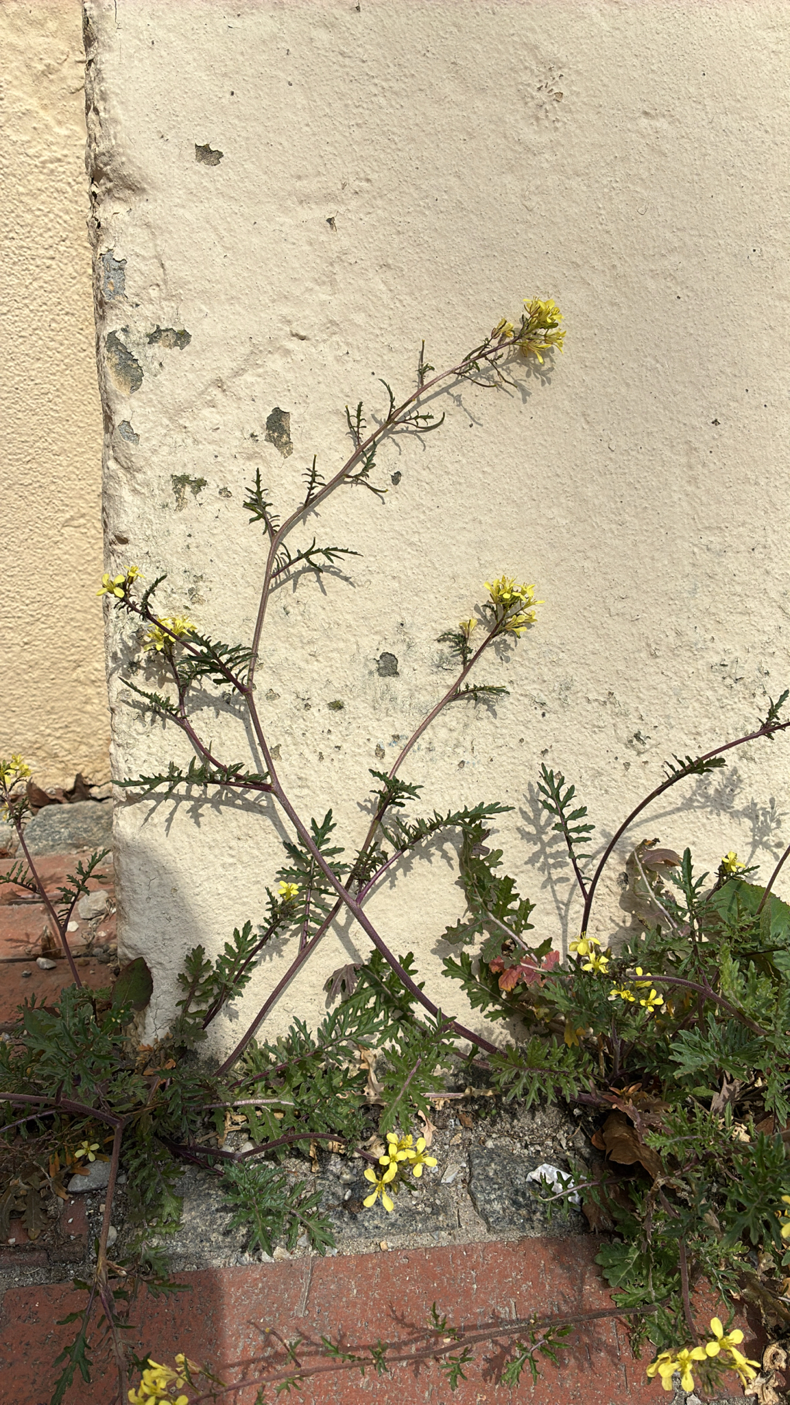 Common Dogmustard (Erucastrum gallicum)