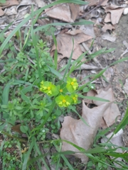 Euphorbia roemeriana