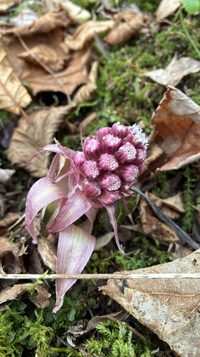 Alpine Butterbur (Petasites paradoxus)