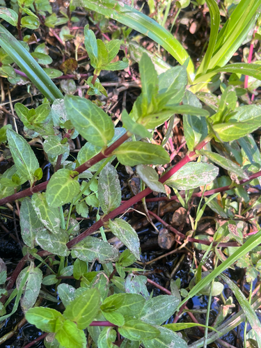 American brooklime