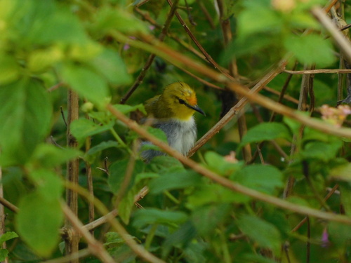 Zosterops wallacei