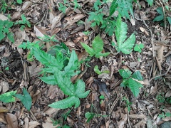 Tectaria heracleifolia