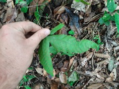 Tectaria heracleifolia