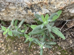 Monardella hypoleuca lanata