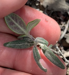Monardella hypoleuca lanata