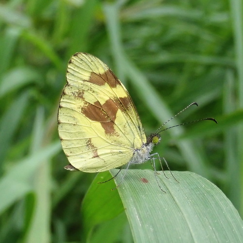 Dismorphia medora (Doubleday, 1844)