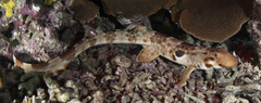 Halmahera Epaulette Shark photo 1