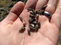 Lampanella minima