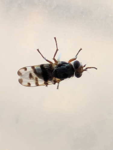 Unknown species found near Fairpark Station, Salt Lake City, UT 84116, USA