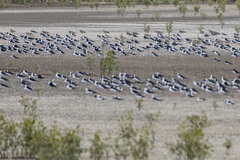 Numenius phaeopus variegatus