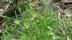 Isolepis reticularis