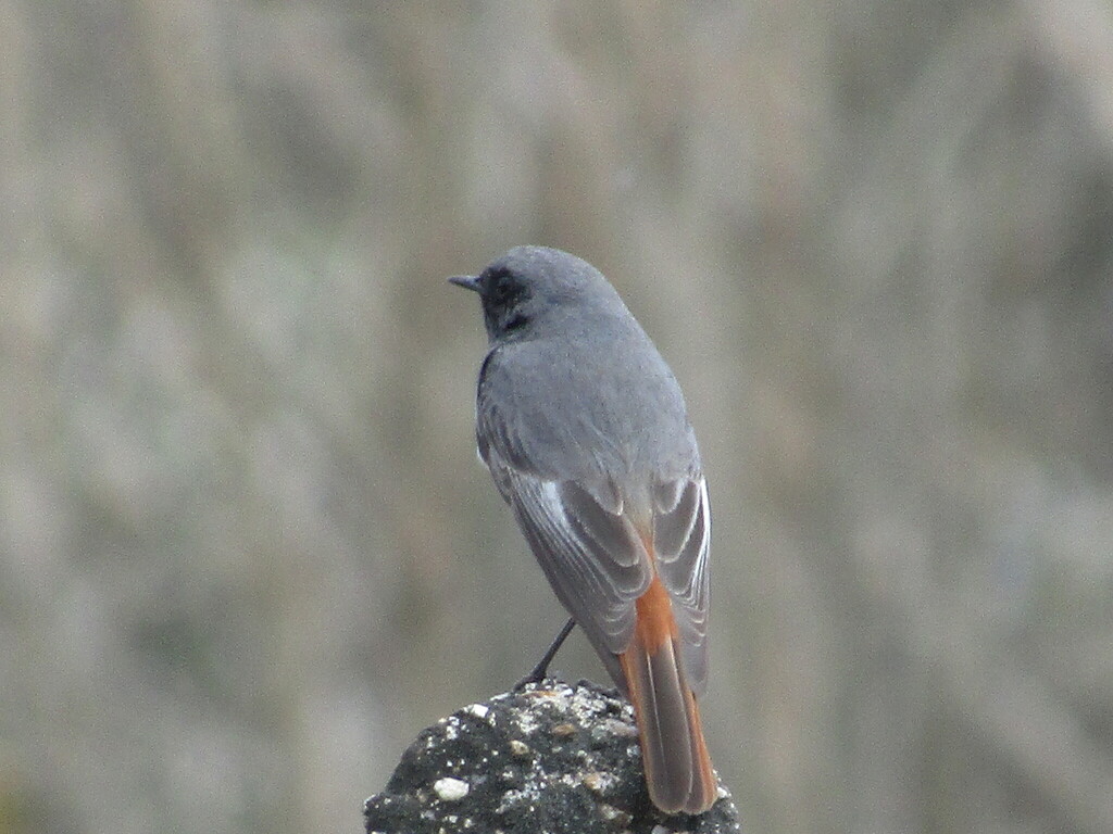Kara Kızılkuyruk