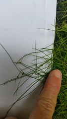 Isolepis reticularis