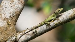Anolis solitarius
