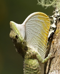 Anolis solitarius