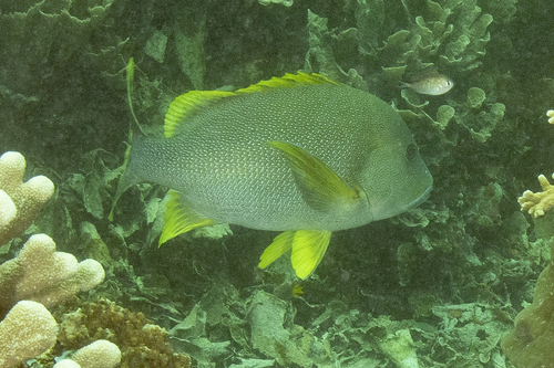 Blubberlip snapper (Lutjanus rivulatus) — Lutjanidae