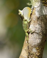 Anolis solitarius